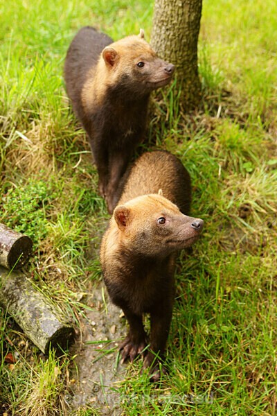 Bush Dogs - Other Wildlife Species