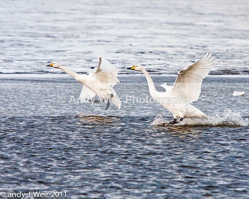 Whooper Swan-7972 - Whooper Swan