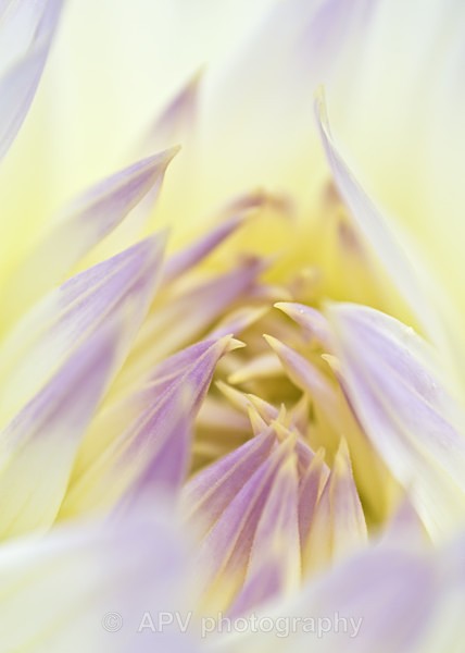 Delicate Dahlia - A5 Size cards