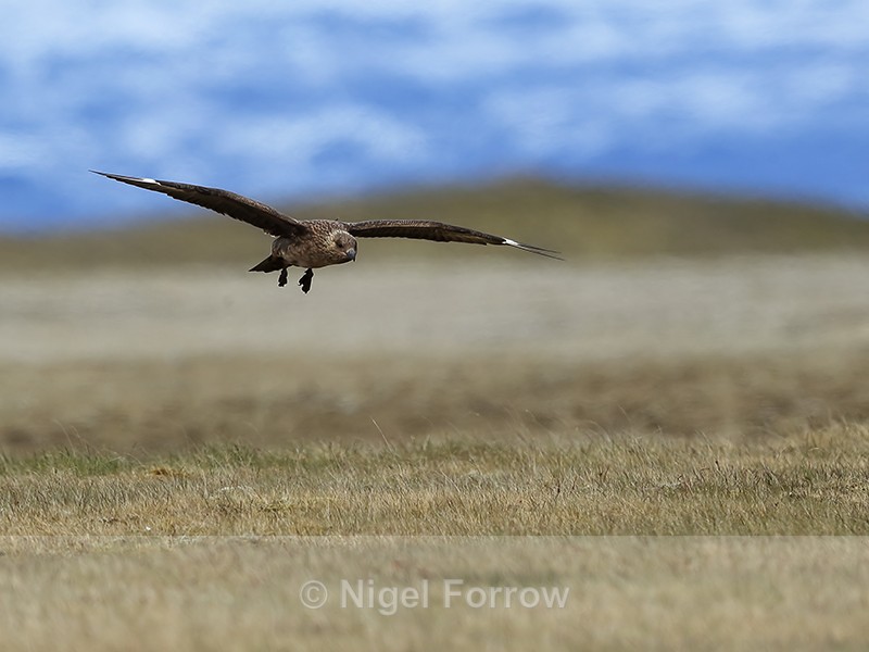 Great Skua on landing approach, Jokulsarlon, Iceland - Great Skua