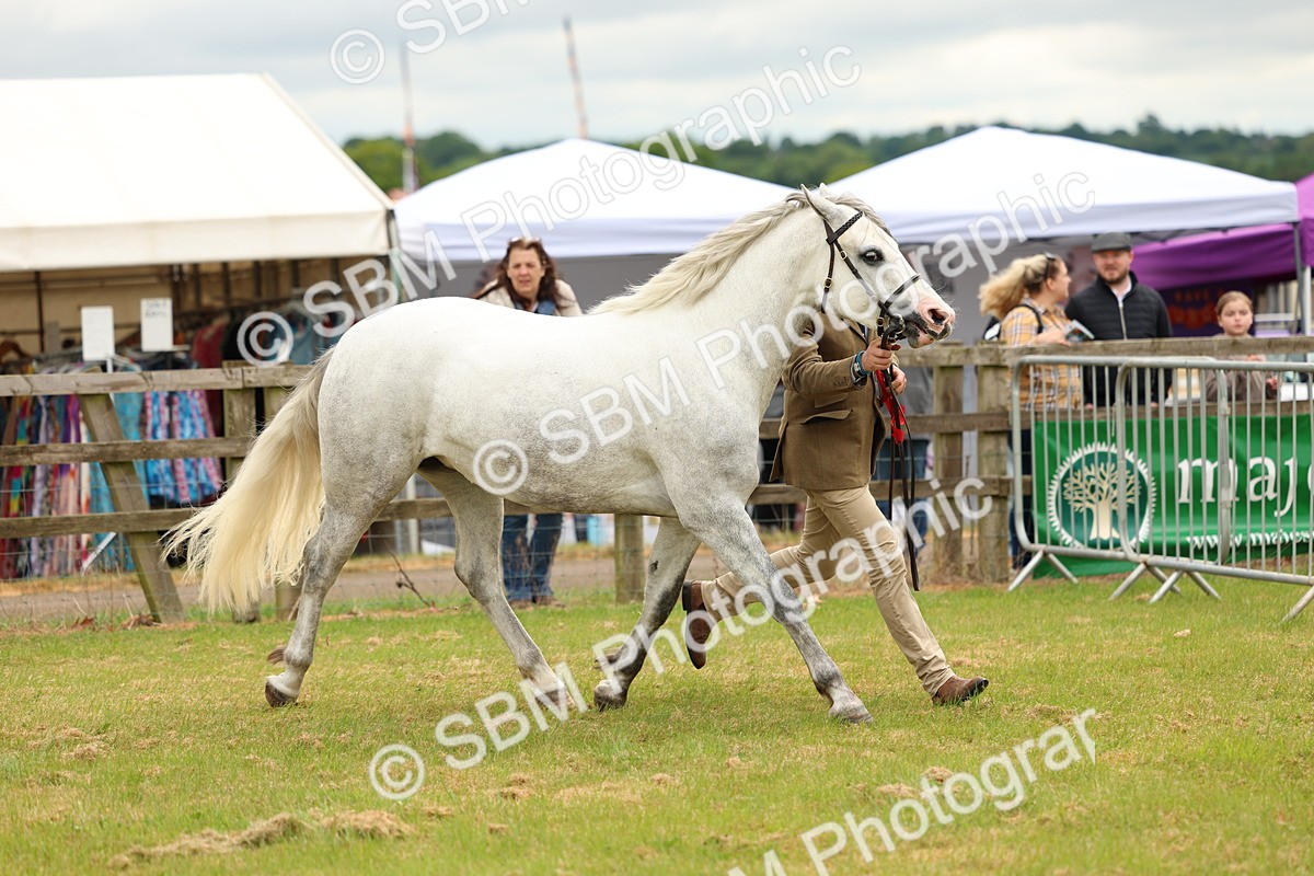 SBM_04140 - Class 64-67 - Shetland Pony In Hand
