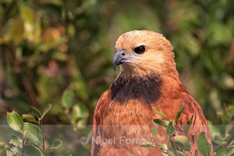 Portrait of Black-collared Hawk, Corixo Negro, Mato Grosso, Brazil - Black-collared Hawk