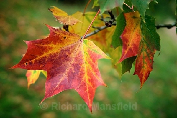  - Autumn