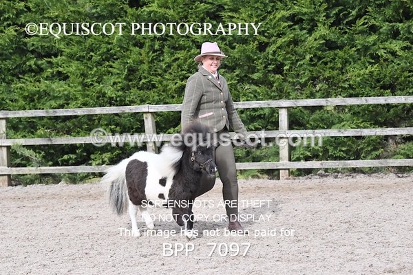 BPP_7097 - RING 1  (RIDDEN HORSES / IN HAND / VETERAN ETC)
