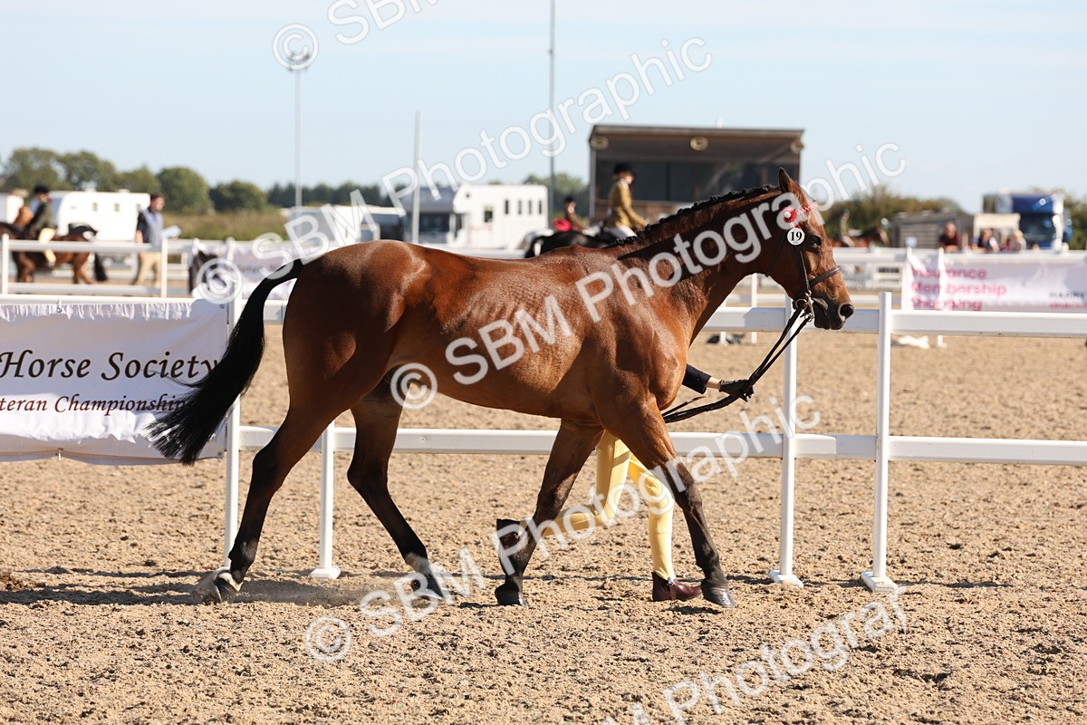 SBM_11775 - Class 204 - Young Handler 11 to 16 years