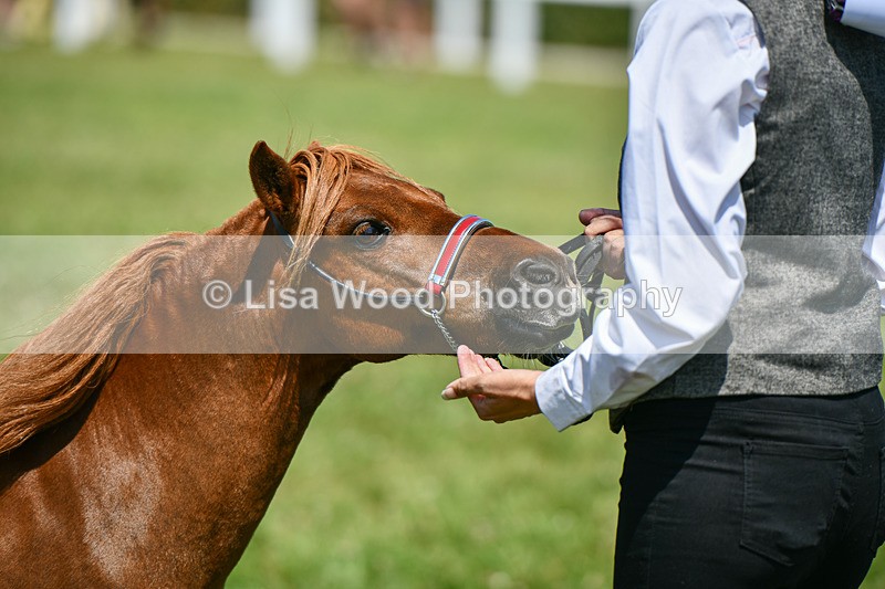 DSC_7175 - Class 61: Miniature Horse 4yrs & over