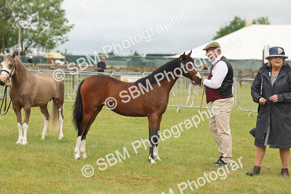 SBM_02156 - Class 50-57 - M&M Welsh Pony In Hand
