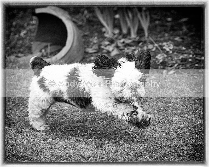 20130303-_MG_2716-1728 - Pets