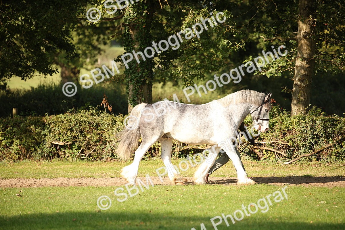 SBM_59347 - S52 - Other Coloured Horse In Hand