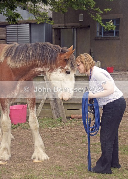Rachel's Horses 3 - Animals
