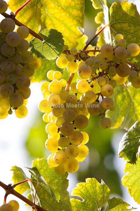  - Vineyards & Vines / Weinberge & Reben