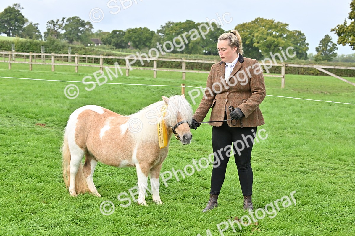 SBM_57002 - S45 - Coloured Pony In Hand