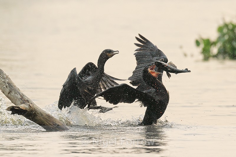 Neotropic Cormorants fighting over fish, Pantanal, Brazil - Neotropic Cormorant