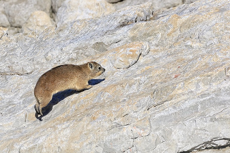 Rock Hyrax running, Stony Point Nature reserve, South Africa - Hyrax