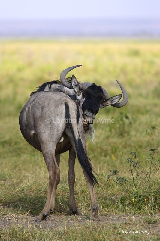 _M7B0017 Amboseli - Various Artists