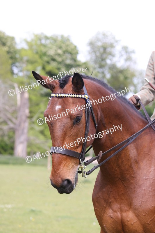 20260426-4386 - Class 34 - Best Riding Horse Over 14.2hh