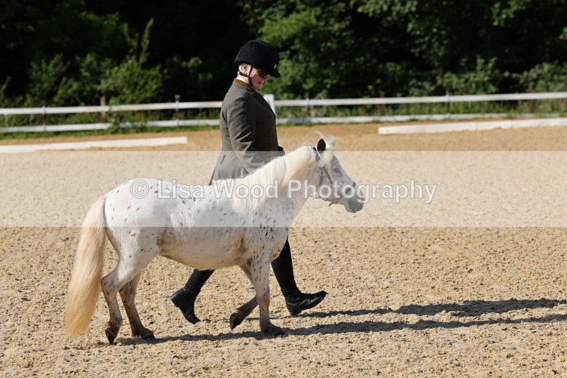 1X9A0606 - Class 3: Youngstock 1, 2, 3 year old not to exceed 153cm