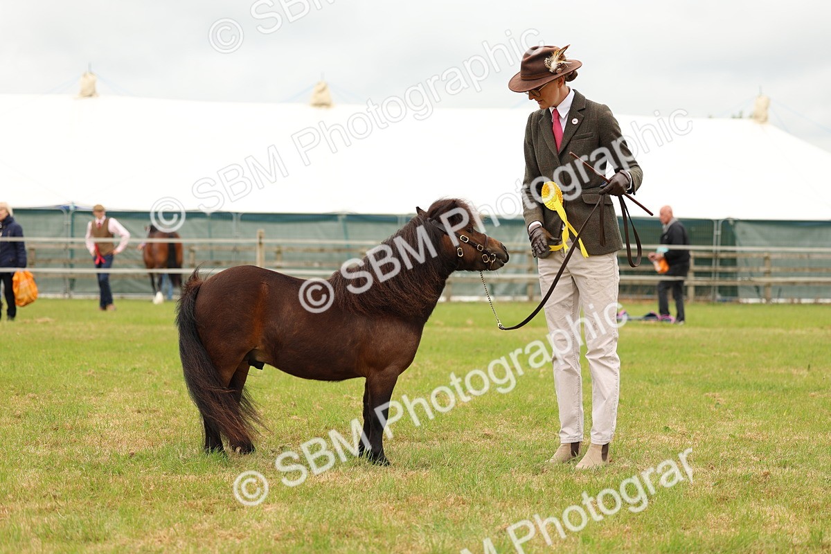 SBM_04496 - Class 64-67 - Shetland Pony In Hand