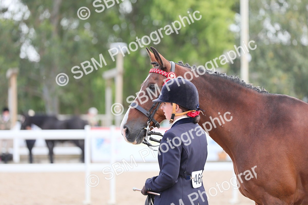 SBM_15834 - Class 312 IH Competition Horse/Pony