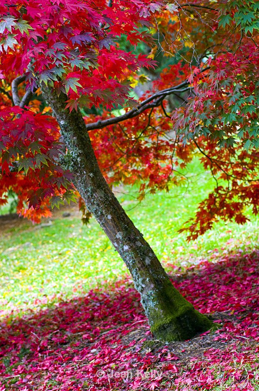 Tree - 9131 - Trees
