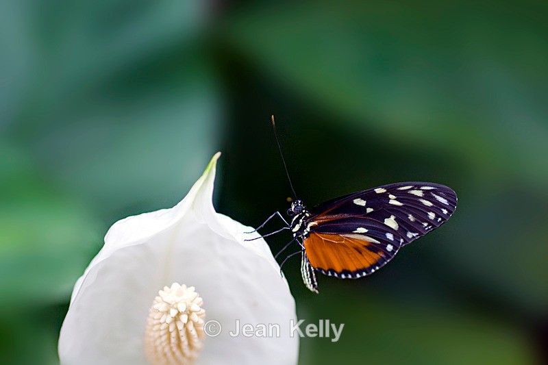 Tiger Longwing Butterfly - 4096 - Insects