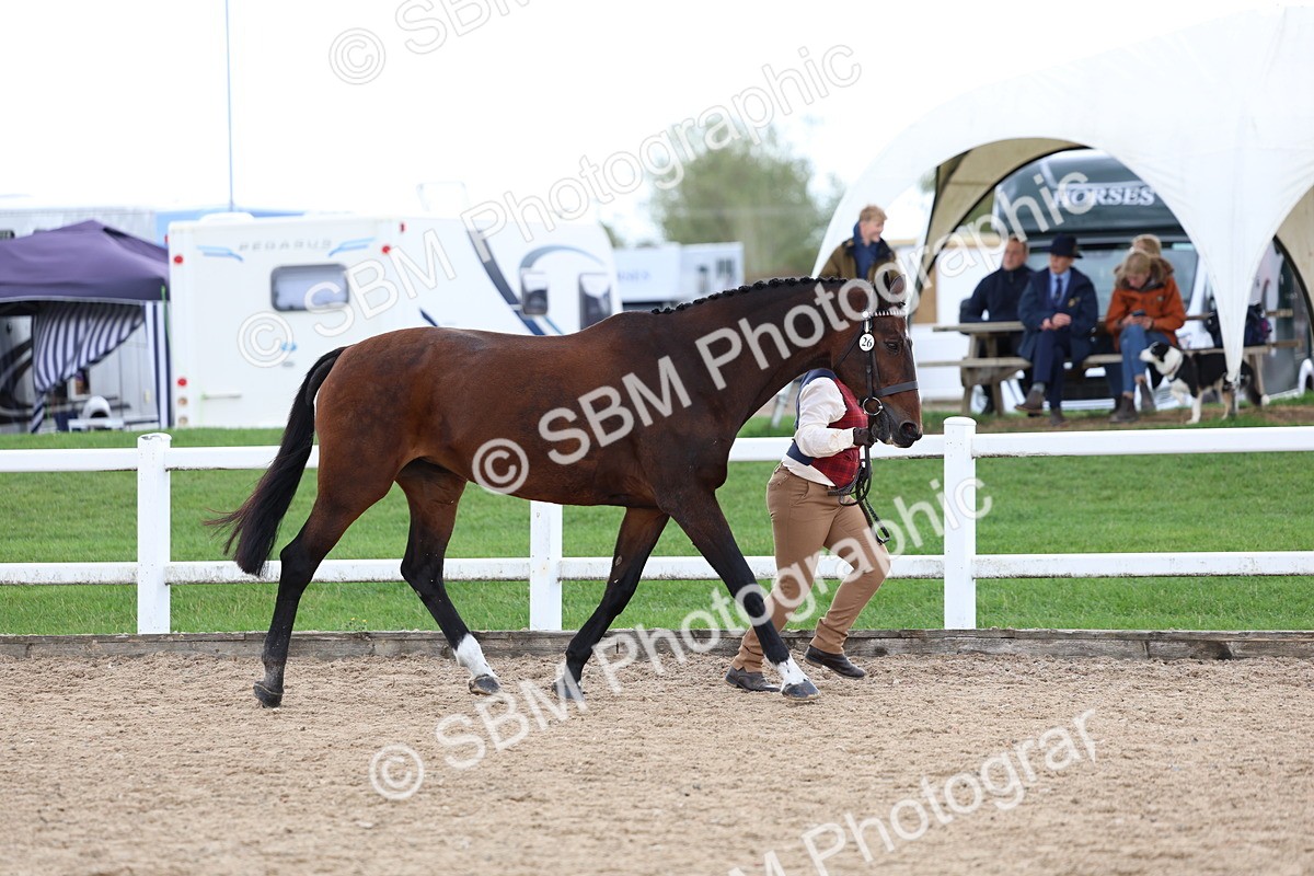 SBM_05018 - Class 27 - IH Competition Horse or Pony