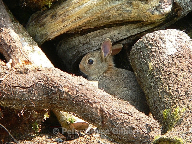  - Flora & Fauna
