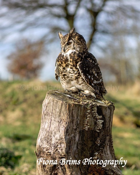 WowPD Mar17-7 - Birds of Prey