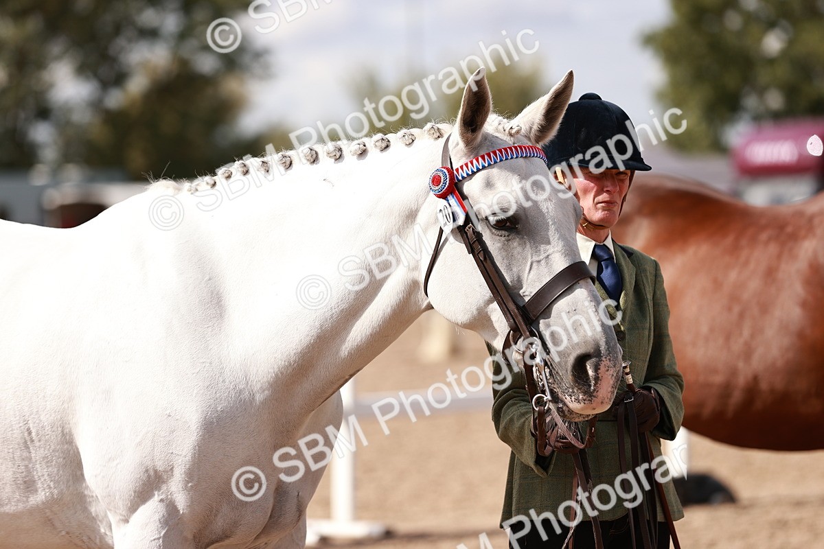 SBM_14213 - Class 407 - IH Hack Riding Horse