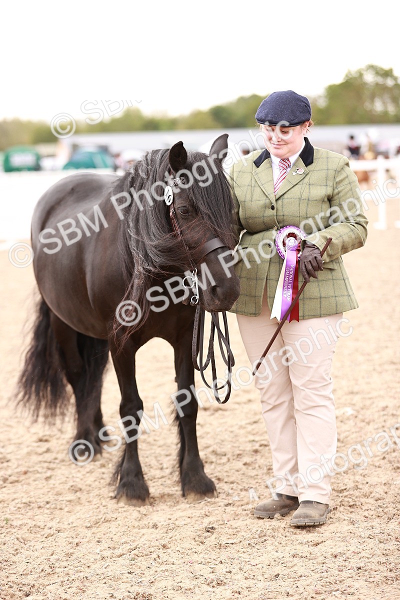 SBM_16151 - Class 411 - Prettiest Mare - (IH or Ridden Adult)