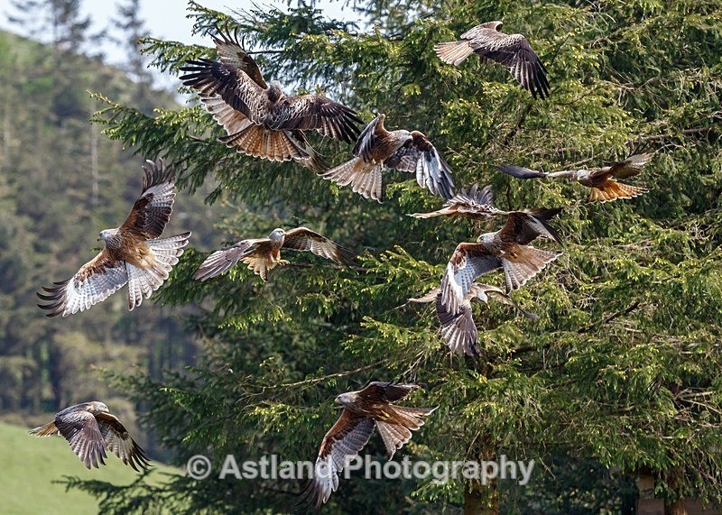 Astland Photography, Bird and Wildlife Images, Susan and Peter Wilson, U.K.