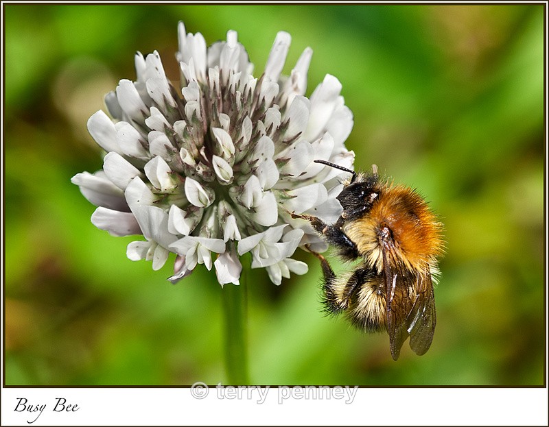 Bee - Insects & Spiders