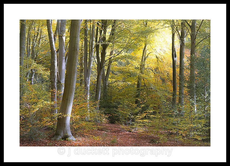  - Autumn Light