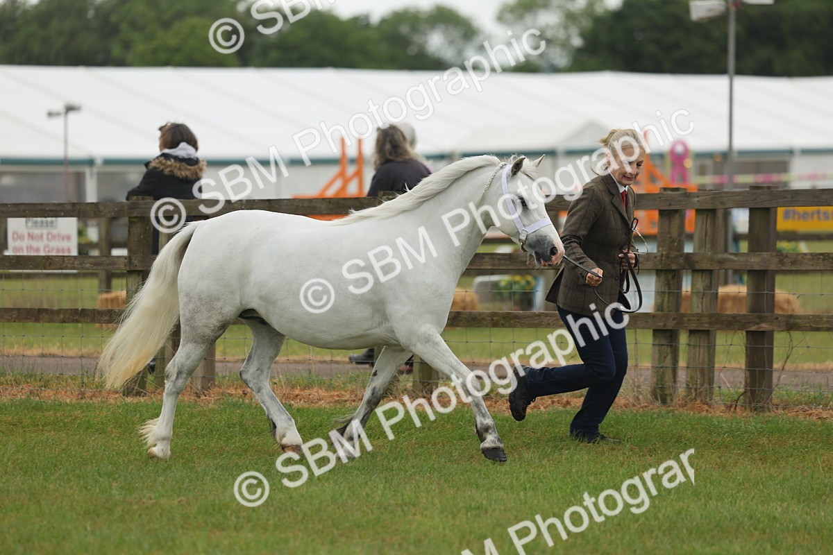 SBM_01459 - Class 50-57 - M&M Welsh Pony In Hand