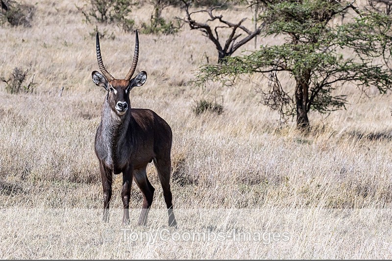Waterbuck - Lewa ~ Other Mammals