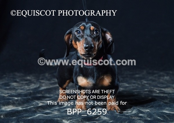 BPP_6259 - LESLEY GRANGER DOGS