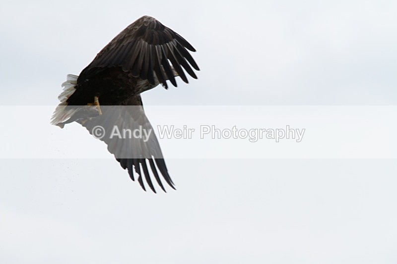 20120529-_MG_9151 - White Tailed Eagle