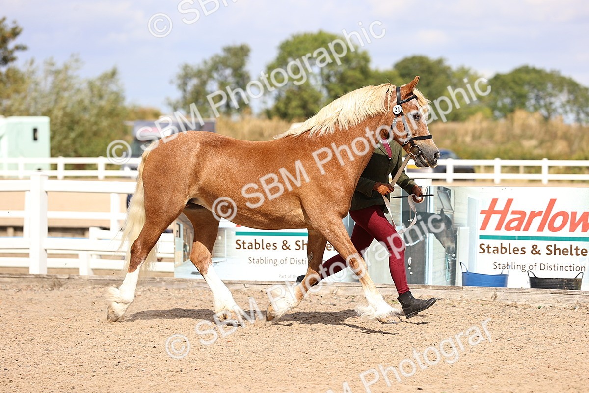 SBM_14293 - Class 411 - Prettiest Mare (IH OR Ridden) Adult