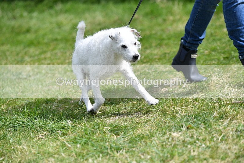 WJ5_0406 - Class 7 Best Terrier