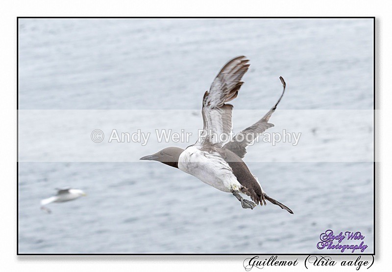 190604-untitled-8E0A5066-Edit - Guillemots