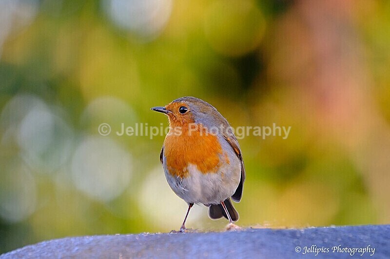  - Wildlife and Nature