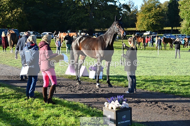 231022-092536-21778 - 632-ANGELL'S.CHOICE-Saffron.Cresswell-TrotUp+SJ