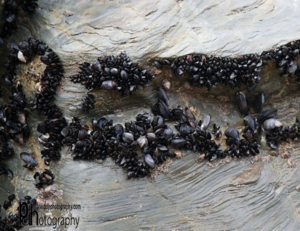 Bedruthan Mussels IMG_3585-Ver - Coastal