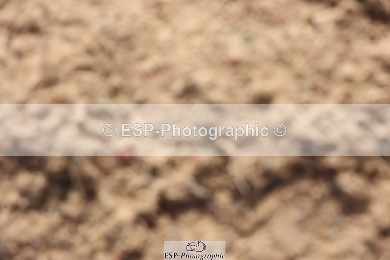 240629A-091945-02919 - Cls 16 British Novice and 80cm Open