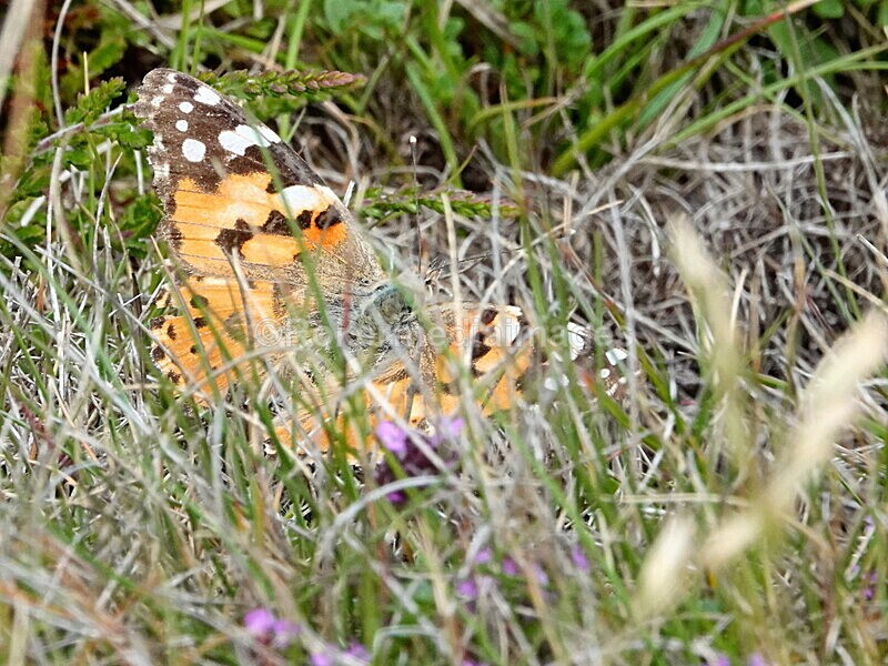 DSC00163 - Skomer 2019