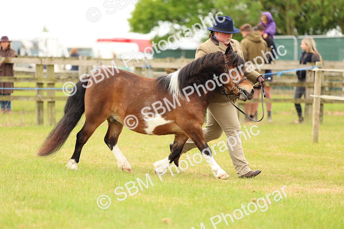 SBM_04361 - Class 64-67 - Shetland Pony In Hand