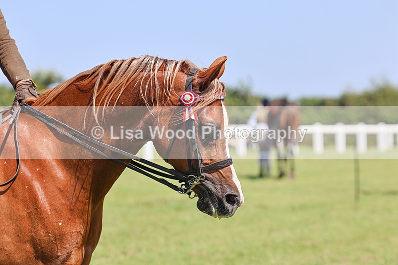 IMG_2254 - Class 37: Pure, Anglo & Part Bred Ridden Arab