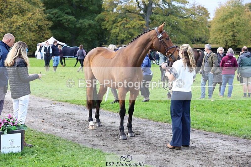 251026A-102625-22989 - E-386-Zara.Head