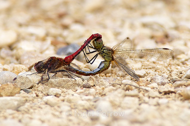 Mating pair of Ruddy Darters at Otmoor - INSECTS