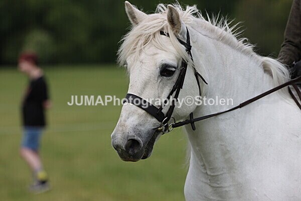 IMG_2488 - Working Hunter